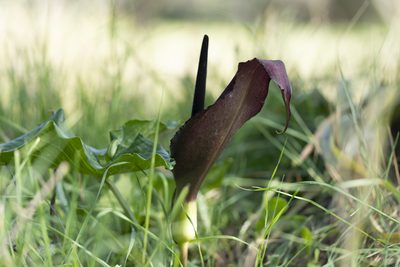 Arum dioscoridis, photographed by Eleftherios Katsillis