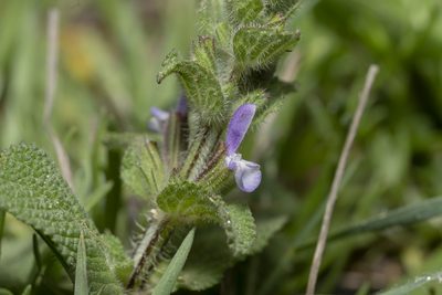 Salvia viridis, photographed by Eleftherios Katsillis