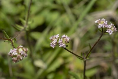 Valeriana obtusiloba, photographed by Eleftherios Katsillis