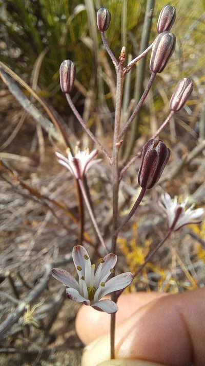 Eriospermum dielsianum, photographed by kevin koen