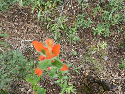 Castilleja scorzonerifolia, photographed by Leticia Jiménez Hernández