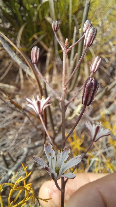 Eriospermum dielsianum, photographed by kevin koen