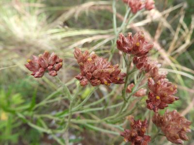 Pseudognaphalium roseum, photographed by Leticia Jiménez Hernández