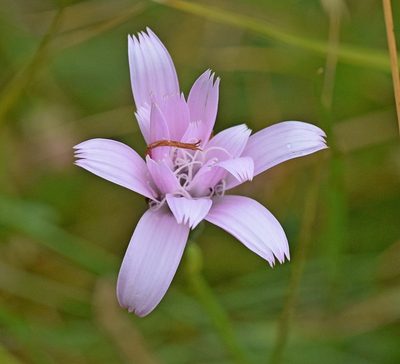 Scorzonera rosea, photographed by Kostas Zontanos