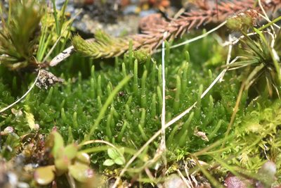 Anthoceros fusiformis, photographed by Braden J. Judson