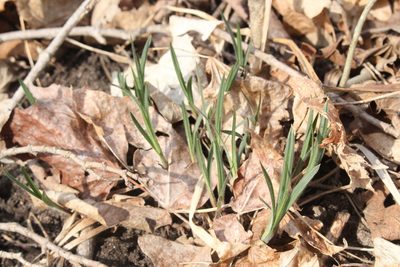 Carex hirtifolia, photographed by Quinten Wiegersma
