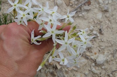 Amsonia longiflora, photographed by Eric Knight