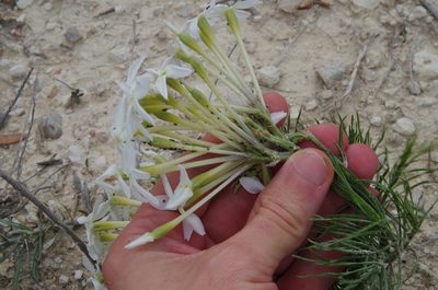 Amsonia longiflora, photographed by Eric Knight
