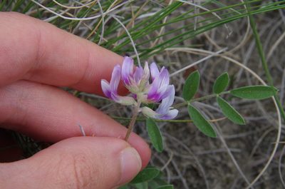 Astragalus lotiflorus, photographed by Eric Knight