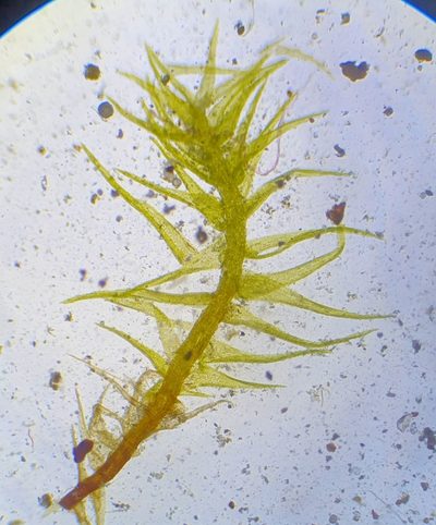 Calcidicranella varia, photographed by Jonathan Hughes