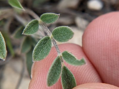 Astragalus lotiflorus, photographed by Eric Knight