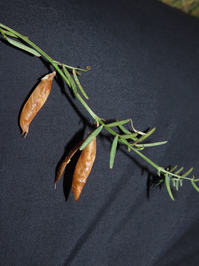 Vicia bijuga, photographed by Nicolás Lavandero