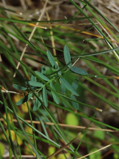 Vicia bijuga, photographed by Nicolás Lavandero