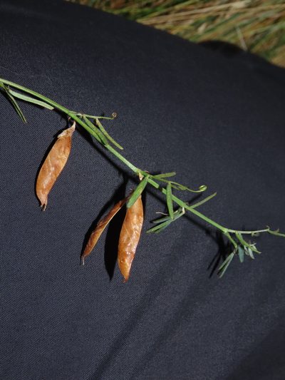 Vicia bijuga, photographed by Nicolás Lavandero