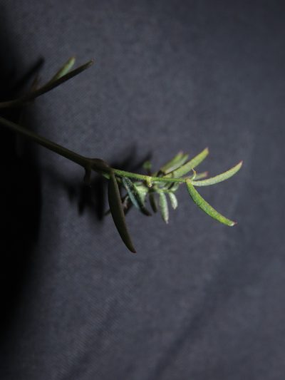 Vicia bijuga, photographed by Nicolás Lavandero