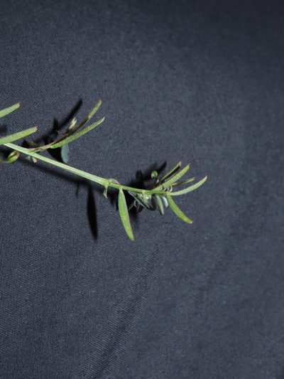 Vicia bijuga, photographed by Nicolás Lavandero
