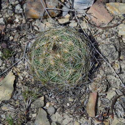 Coryphantha cornifera, photographed by Frank Sengpiel