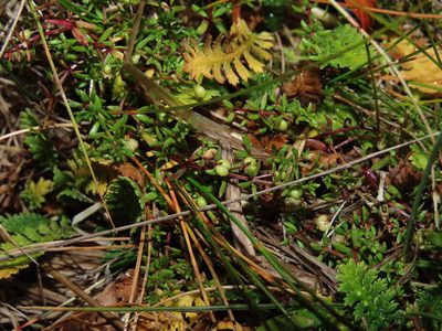 Hydrogalium antarcticum