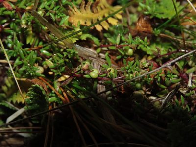 Hydrogalium antarcticum, photographed by Nicolás Lavandero