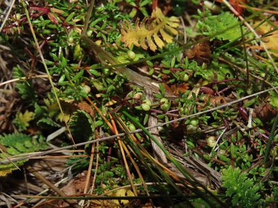 Hydrogalium antarcticum, photographed by Nicolás Lavandero