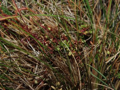 Hydrogalium antarcticum, photographed by Nicolás Lavandero