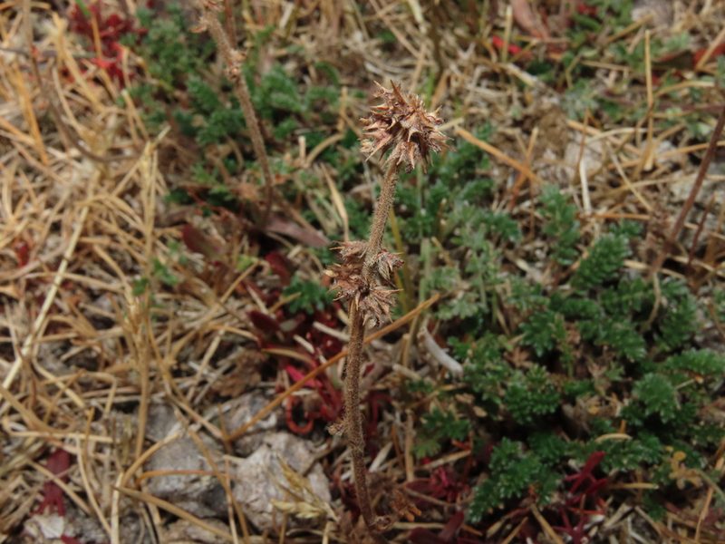 Acaena patagonica, photographed by Nicolás Lavandero