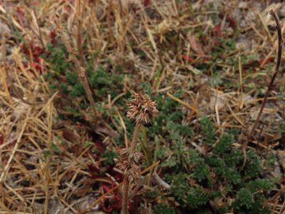 Acaena patagonica, photographed by Nicolás Lavandero