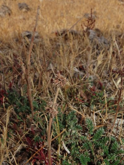 Acaena patagonica, photographed by Nicolás Lavandero