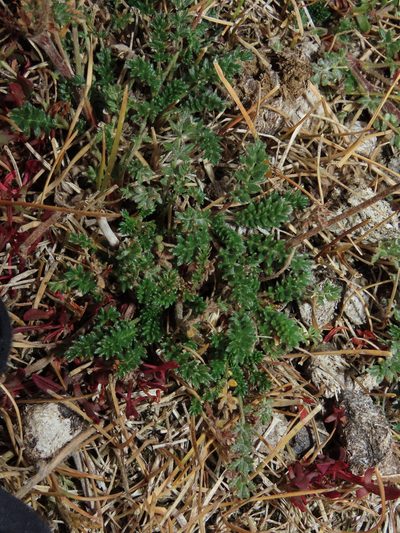 Acaena patagonica, photographed by Nicolás Lavandero