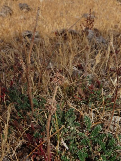 Acaena patagonica, photographed by Nicolás Lavandero