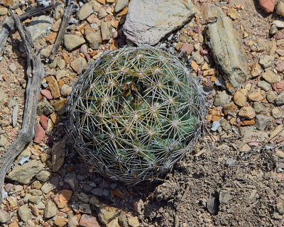 Coryphantha cornifera, photographed by Frank Sengpiel