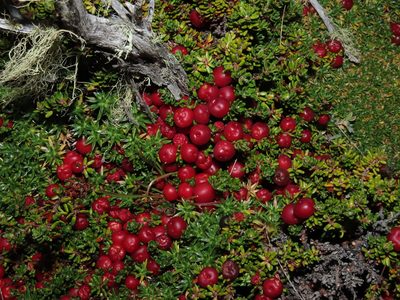 Empetrum rubrum, photographed by Nicolás Lavandero