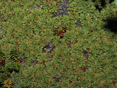 Bolax gummifera, photographed by Nicolás Lavandero