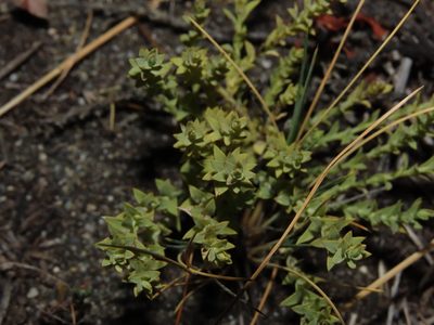Arjona patagonica, photographed by Nicolás Lavandero