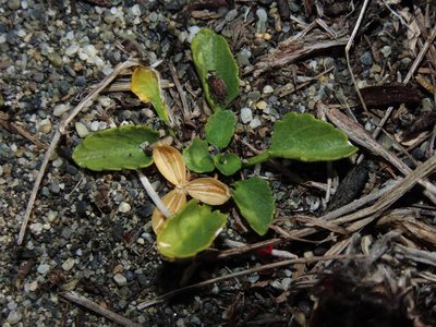 Viola maculata, photographed by Nicolás Lavandero
