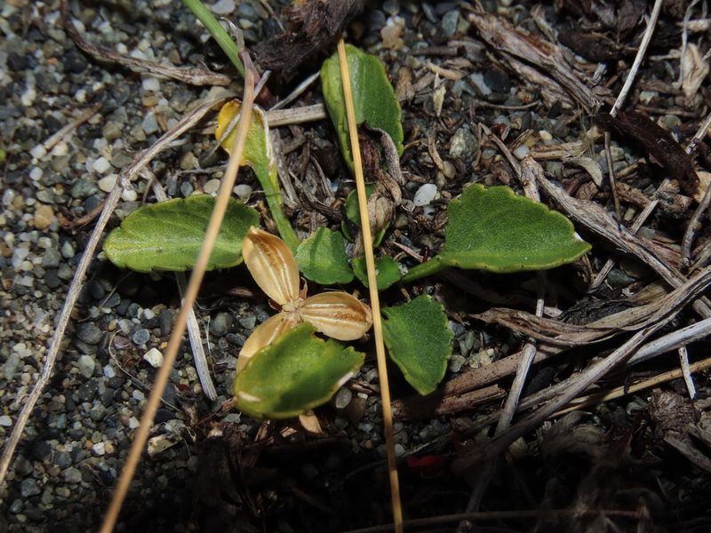 Viola maculata, photographed by Nicolás Lavandero