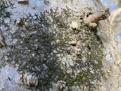 Frullania asagrayana, photographed by Alan Weakley