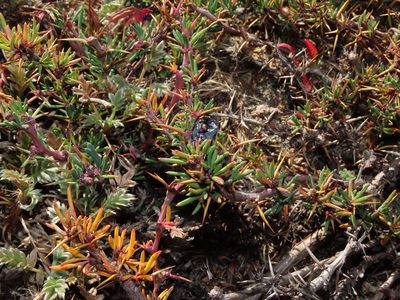 Berberis empetrifolia, photographed by Nicolás Lavandero