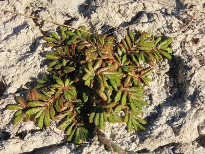 Eriachaenium magellanicum, photographed by Nicolás Lavandero