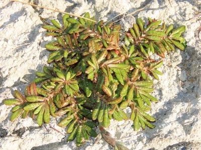 Eriachaenium magellanicum, photographed by Nicolás Lavandero