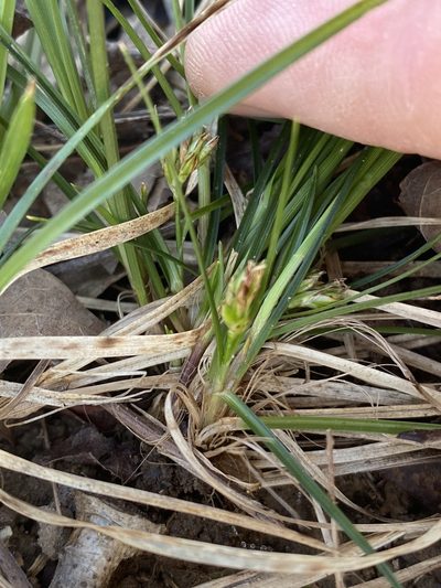 Carex reznicekii, photographed by Alan Weakley