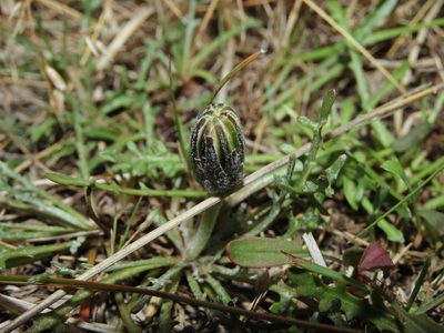 Hypochaeris incana, photographed by Nicolás Lavandero
