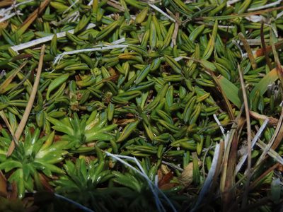Azorella filamentosa, photographed by Nicolás Lavandero