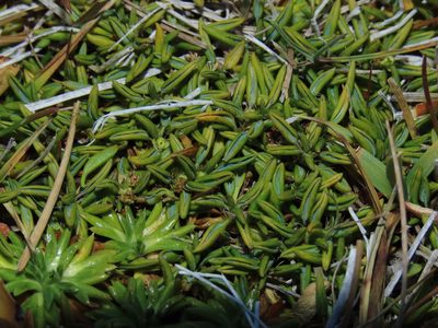 Azorella filamentosa, photographed by Nicolás Lavandero