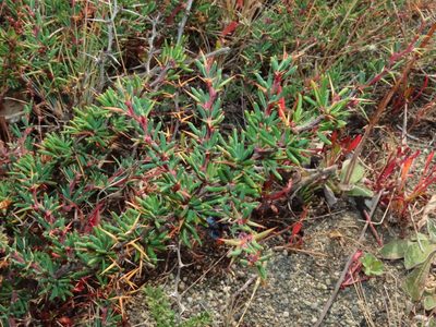 Berberis empetrifolia, photographed by Nicolás Lavandero