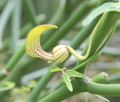 Aristolochia bonettiana, photographed by Brian Oakes Haiti Hunter