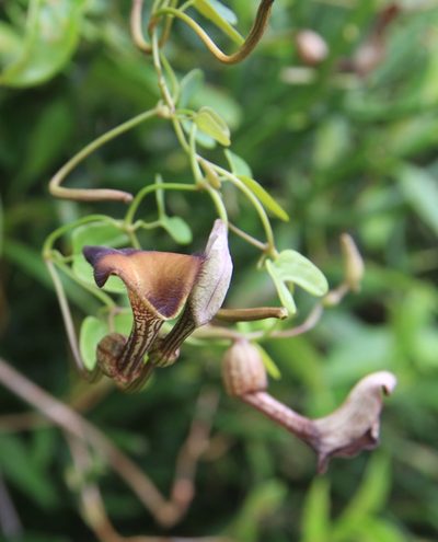 Aristolochia bonettiana, photographed by Brian Oakes Haiti Hunter