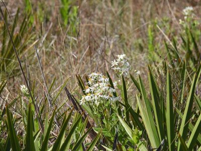 Oclemena reticulata, photographed by novvictan