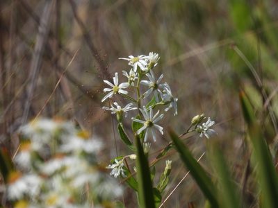 Oclemena reticulata, photographed by novvictan