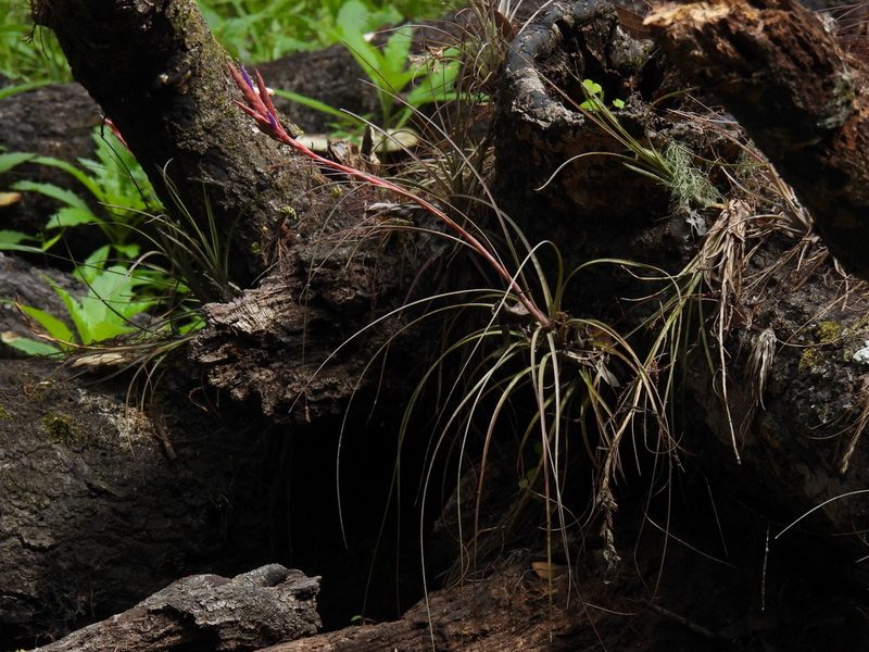 Tillandsia simulata, photographed by novvictan
